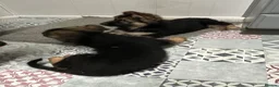 German Shepherd dogs for sale: Pure German Shepherd puppies  - Advert 6