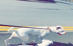 American Bulldog dogs for sale: 10 month old American bulldog.  - Image 3