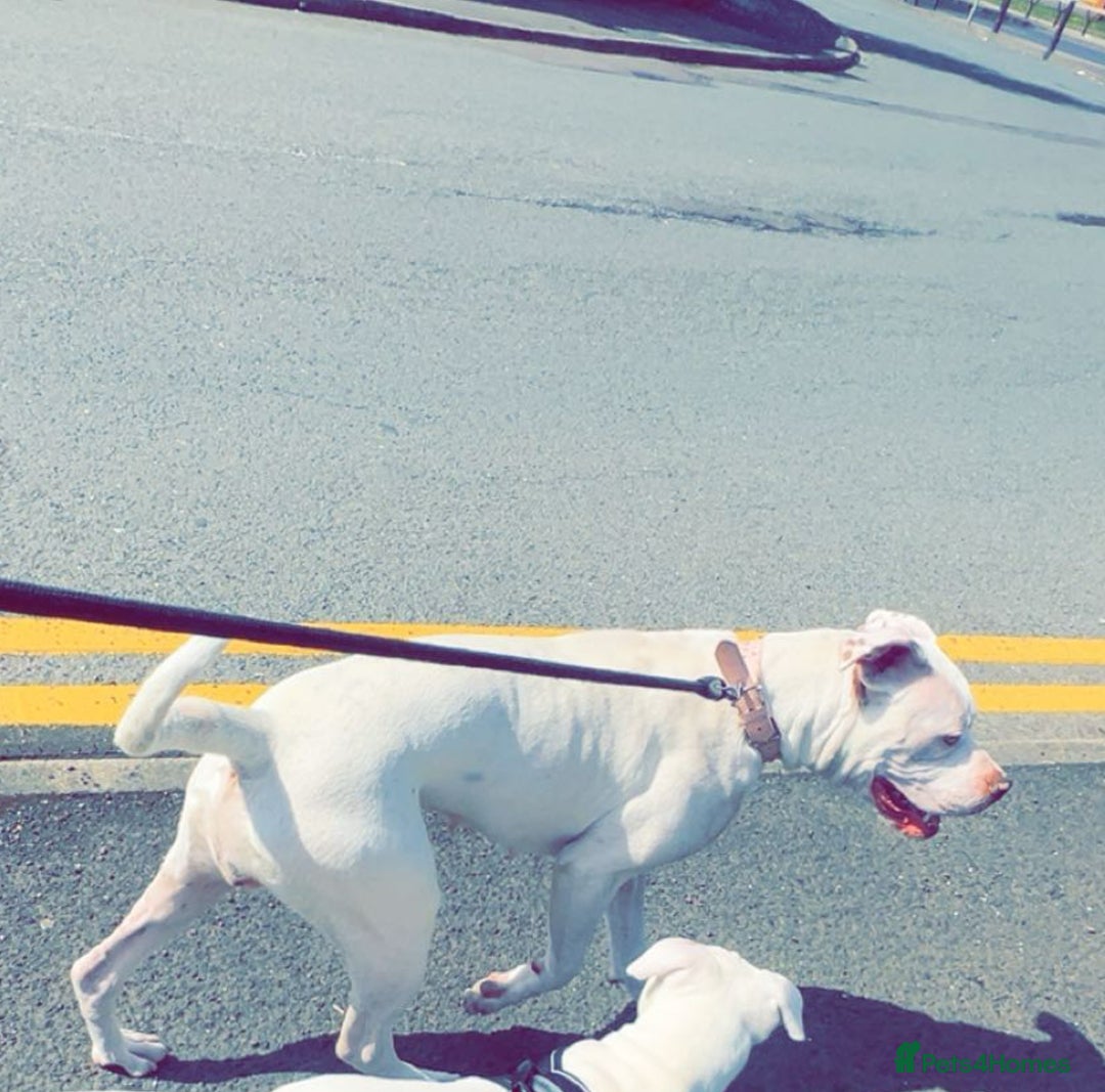 American Bulldog dogs for sale: 10 month old American bulldog.  - Image 3