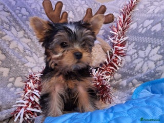 Yorkshire Terrier dogs Yorkshire Terrier Puppies – Ready 24Nov(3 left) - Advert 5