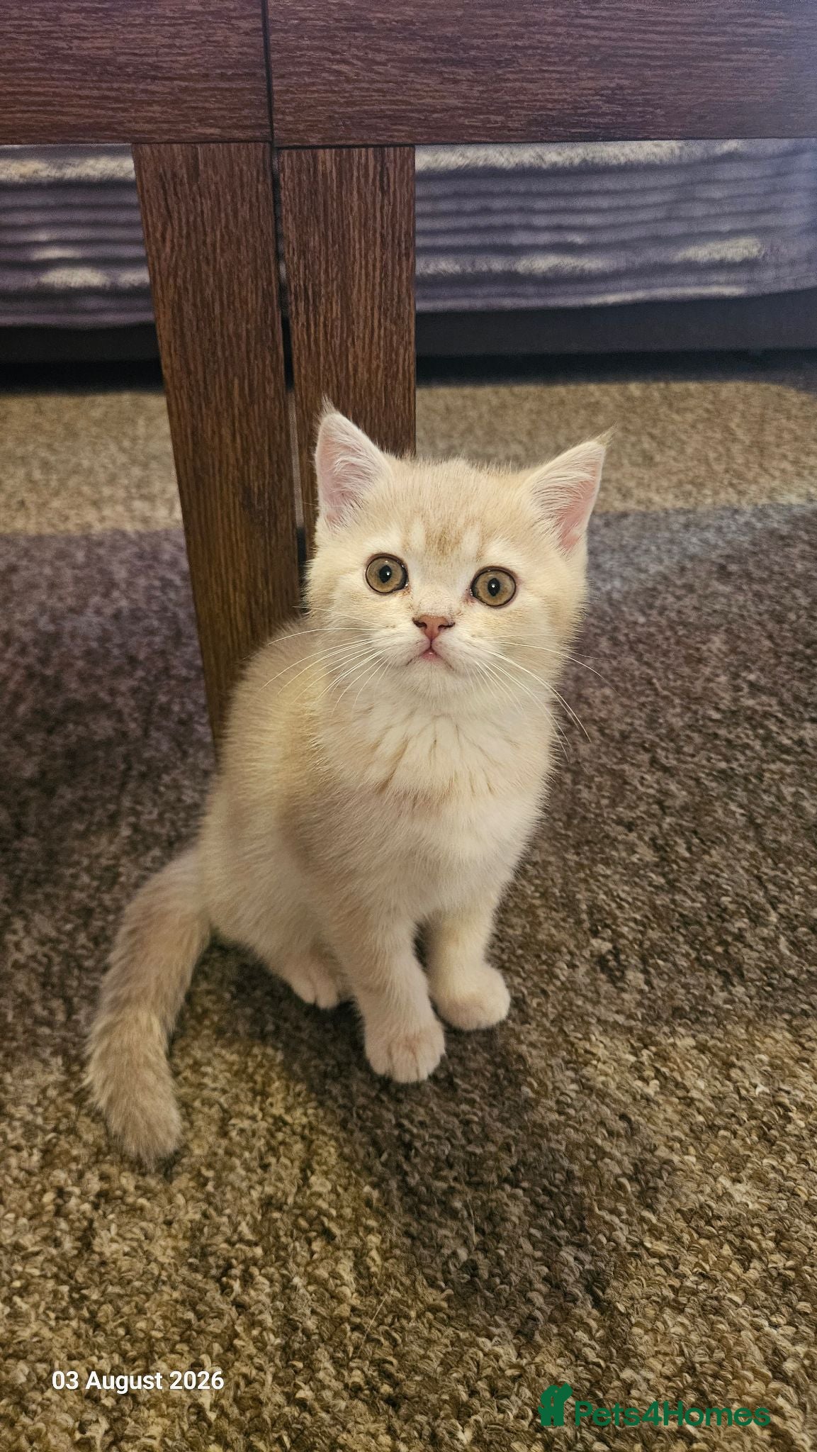 Scottish Fold cats 🐾 Stunning Golden ScottishFold&Straight Kittens🐾 - Advert 2