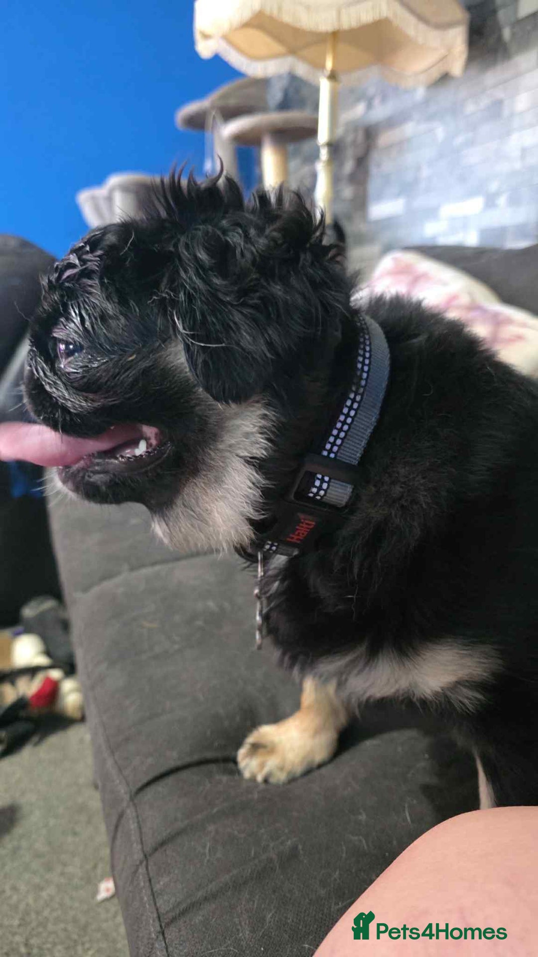 Pug dogs for sale: Scar fluffy pug - Image 20