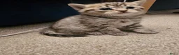 British Shorthair cats for sale: ✨️✨️Tabby British Shorthair kitten✨️✨️ - Advert 8