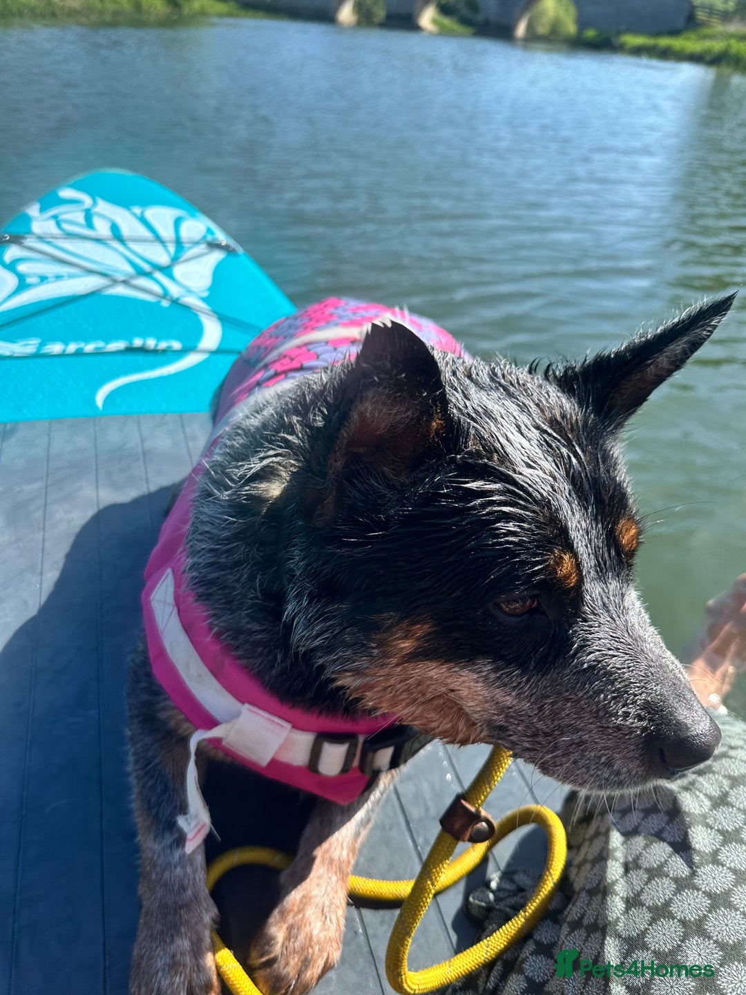 Australian Cattle Dog dogs for sale: Absolutely stunning litter!! - Advert 10