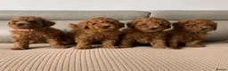 Toy Poodle dogs for sale: Fully health tested Deep Red Toy poodle puppies  - Advert 11