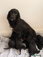 Cocker Spaniel dogs FTC KC Registered Cocker Spaniel Puppies - Advert 1