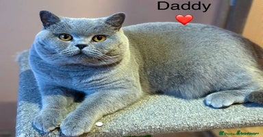 British Shorthair cats - Advert 8