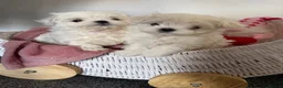 Maltese dogs for sale: Beautiful Korean Maltese puppies 🩷🩵 - Advert 2