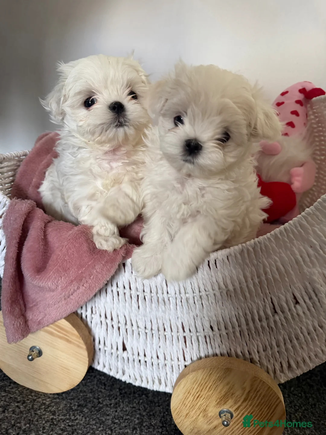 Maltese dogs for sale: Beautiful Korean Maltese puppies 🩷🩵 - Advert 2