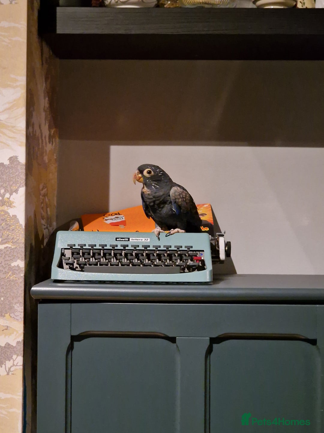 Parrots birds for sale: Bronze wing Pionus female 3 years old - Image 7