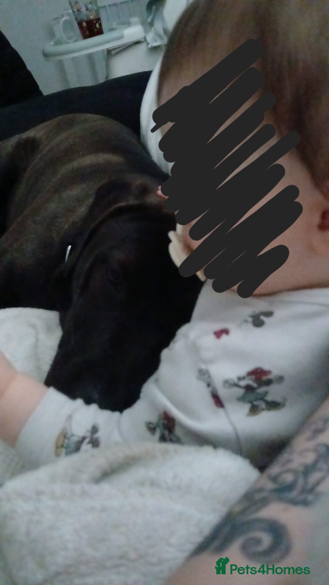 Mixed Breed dogs for sale: Family pet for sale. - Advert 5