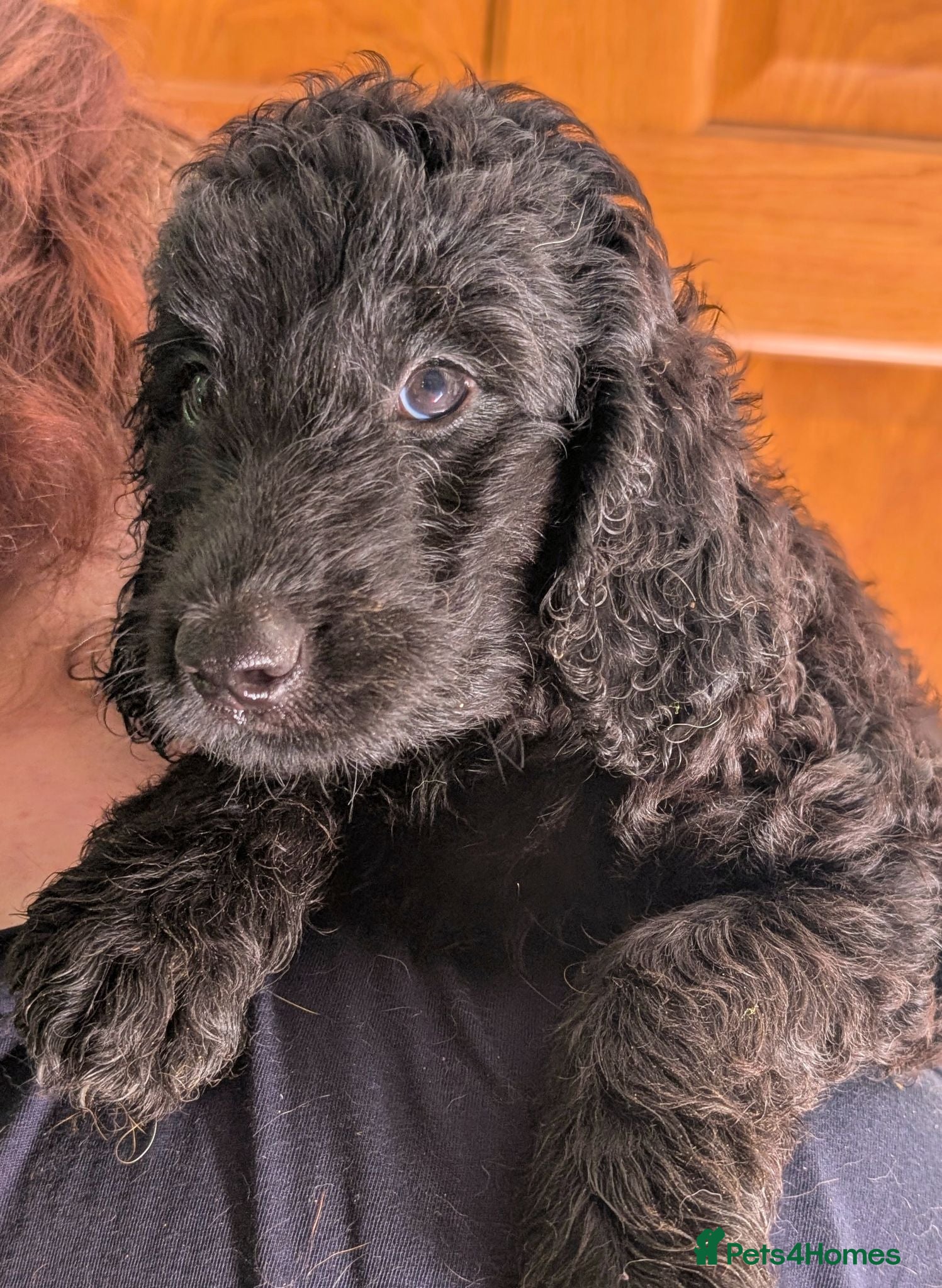Labradoodle dogs Miniature Labradoodles -Merle, Phantom, Black, Red - Advert 2