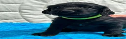 Mixed Breed dogs for sale: Portuguese Water Dog X Labrador - Advert 13