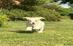 Cockapoo dogs for sale: Cockapoo Puppies ready to go this weekend  - Image 15
