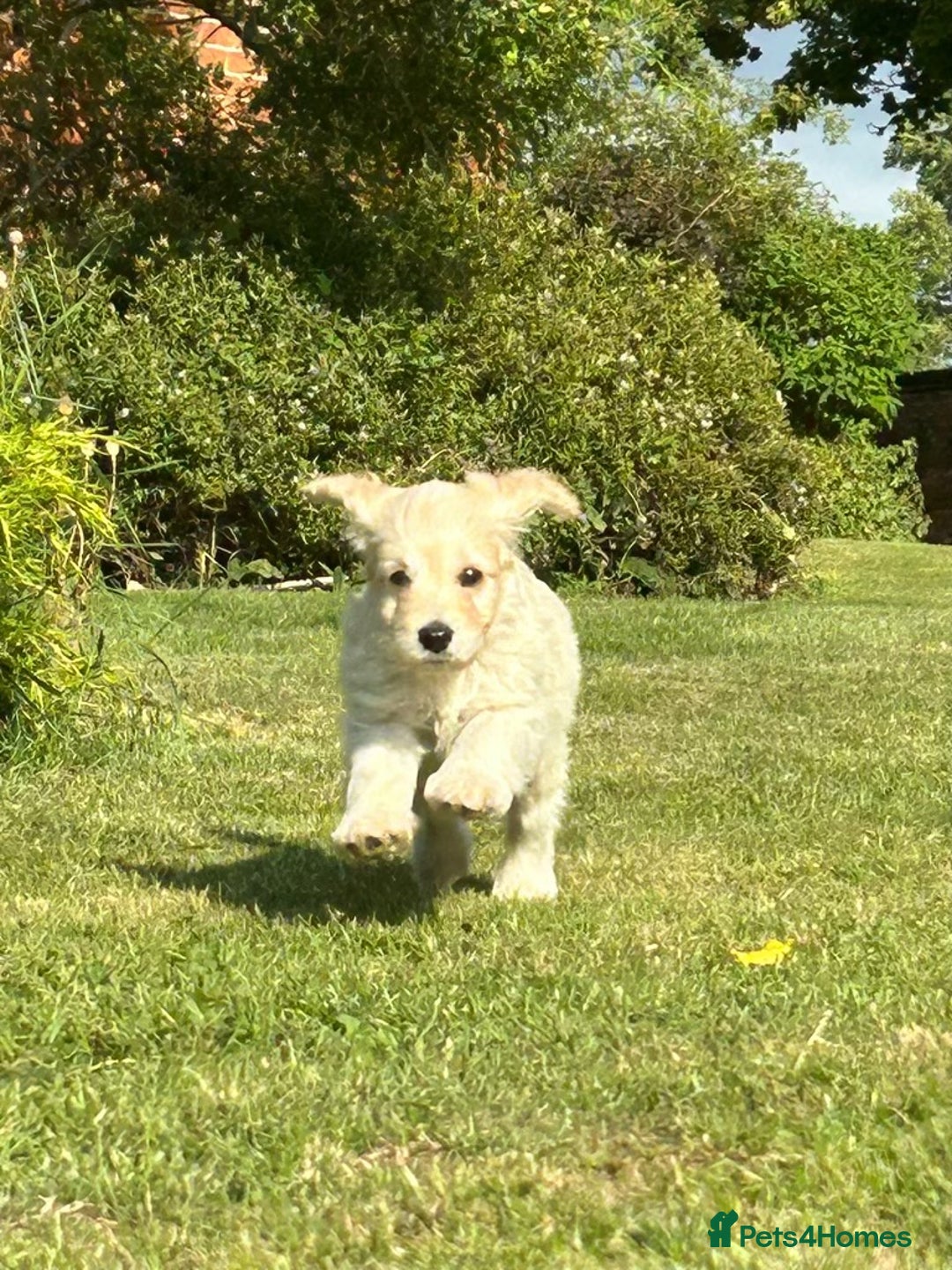 Cockapoo dogs for sale: Cockapoo Puppies ready to go this weekend  - Image 15