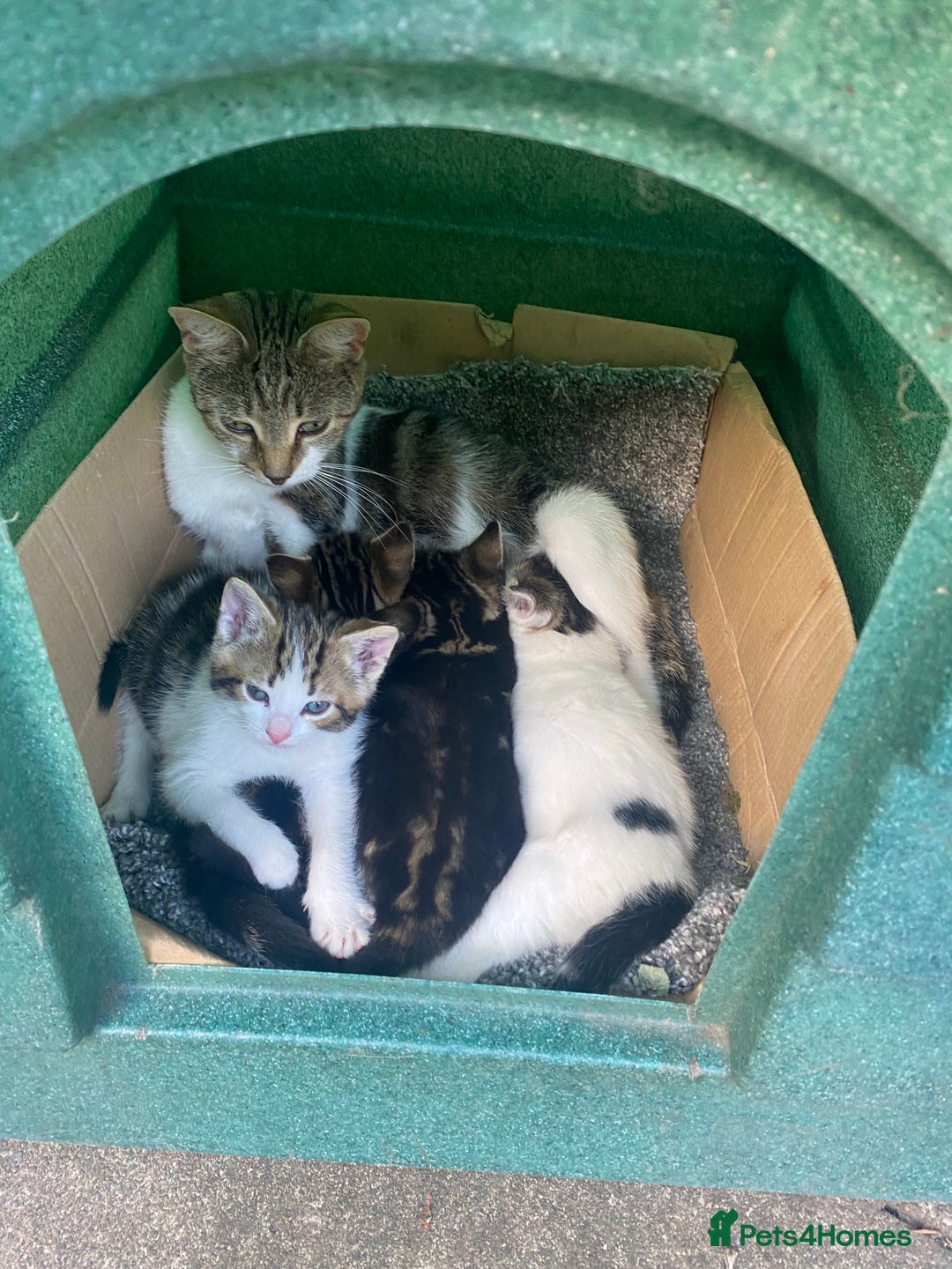 Domestic Shorthair cats for sale: 3 kittens, 1 male and 2 female - Image 3