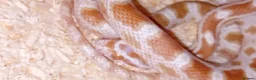 Corn Snake reptiles for sale: Baby cornsnake with vivarium and everything in it  in Hartlepool - Advert 7