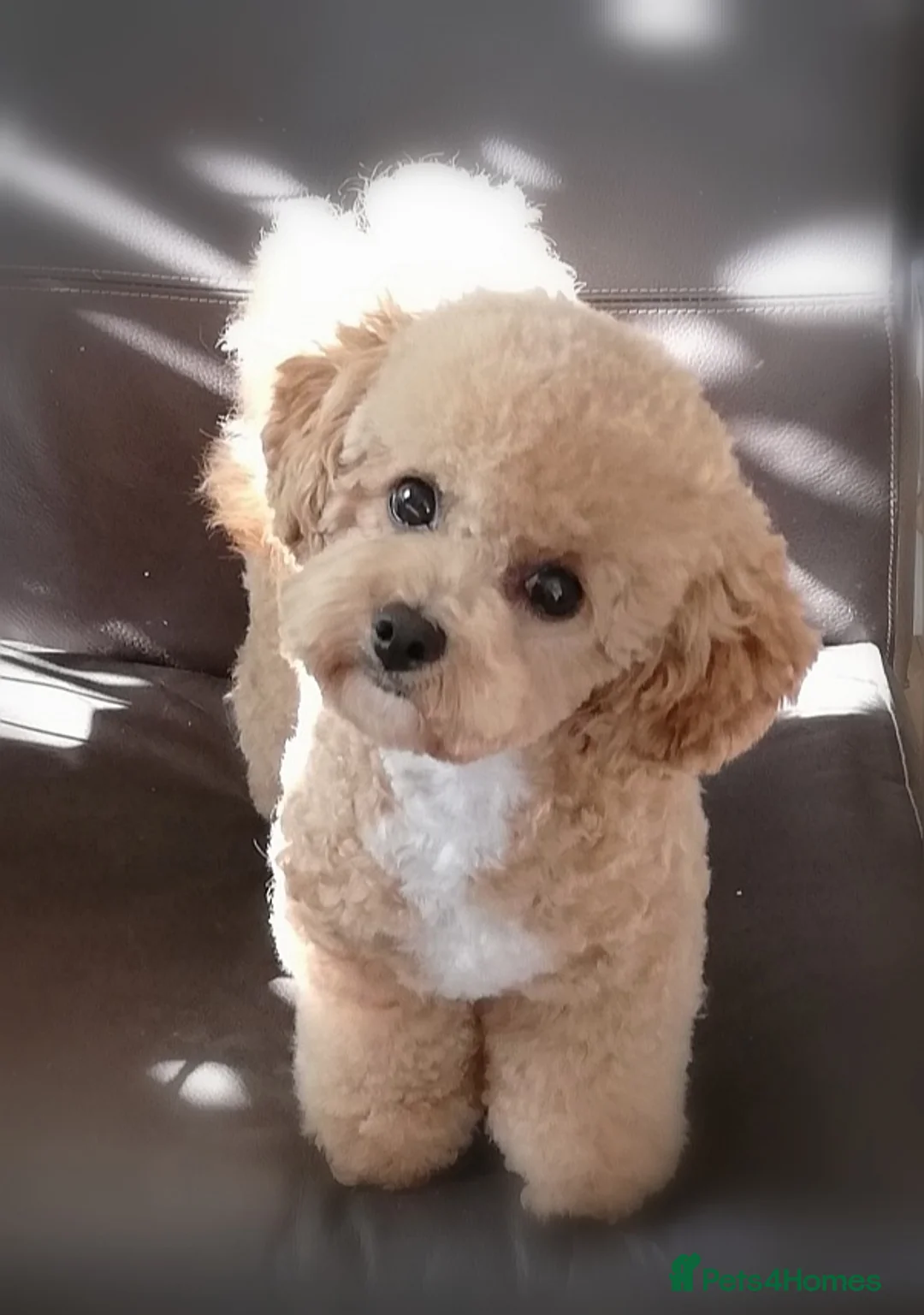 Gallery Image {{count}}