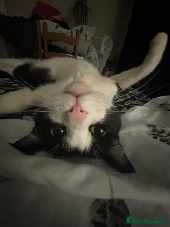 British Shorthair cats Beautiful 5 year old male cat - Advert 1