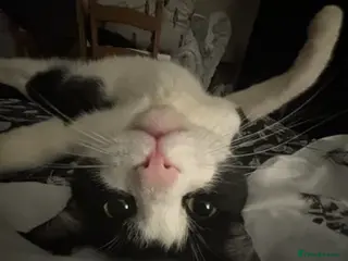 British Shorthair cats Beautiful 5 year old male cat - Advert 1