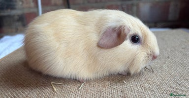 Guinea Pig rodents - Advert 12
