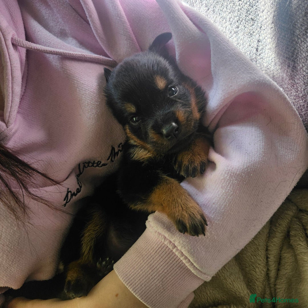 Rottweiler dogs for sale: 12 beautiful puppies  - Image 5