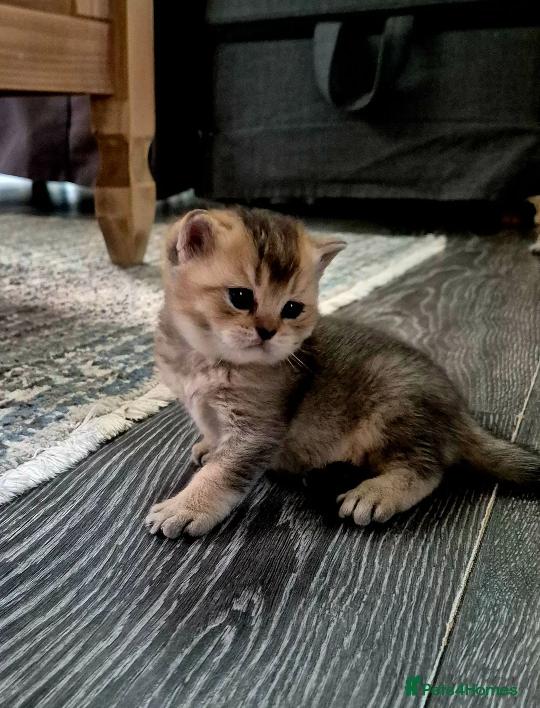British Shorthair cats for sale: Champion bloodline, Health tested,Pedigree BSH in Milton Keynes - Advert 2
