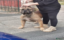 Presa Canario dogs for sale: I selling presa canario  - Image 4