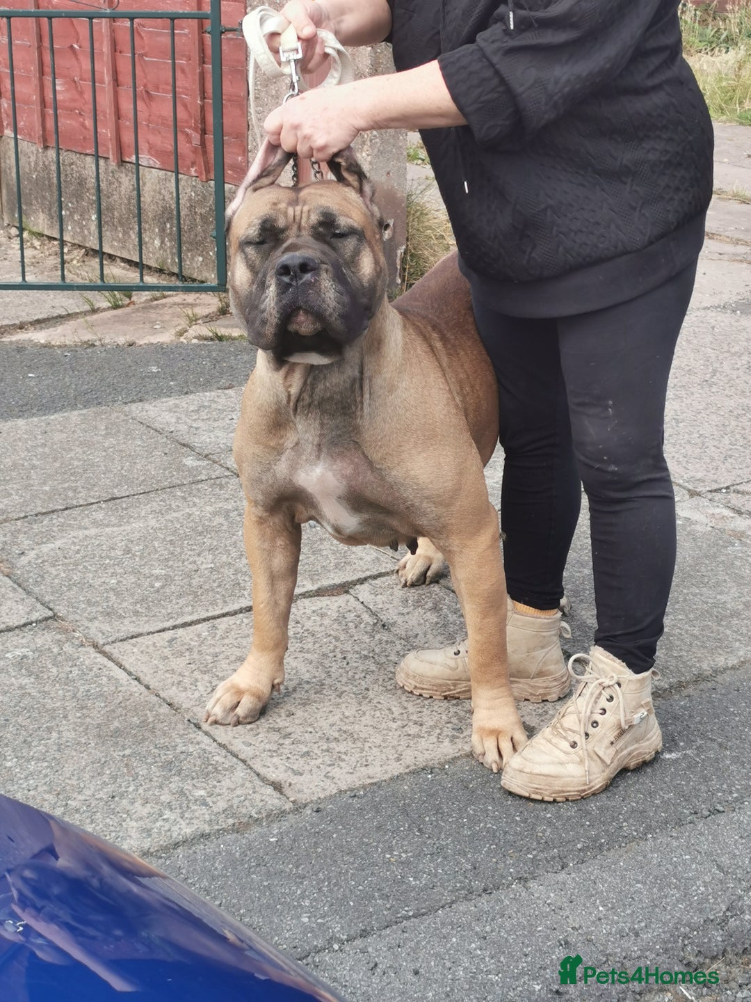 Presa Canario dogs for sale: I selling presa canario  - Image 4