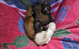 Shihpoo dogs for sale: Shipoo, shitzu cross breed for sale - Image 3