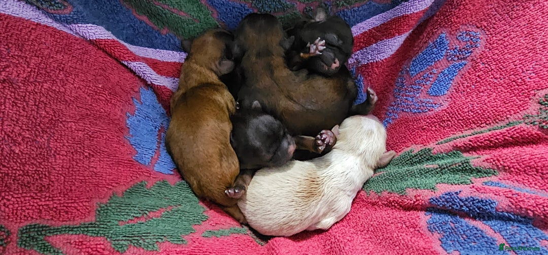 Shihpoo dogs for sale: Shipoo, shitzu cross breed for sale - Image 3