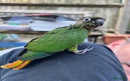 Conures birds for sale: 3 hand reared maroon bellied conures  - Image 7