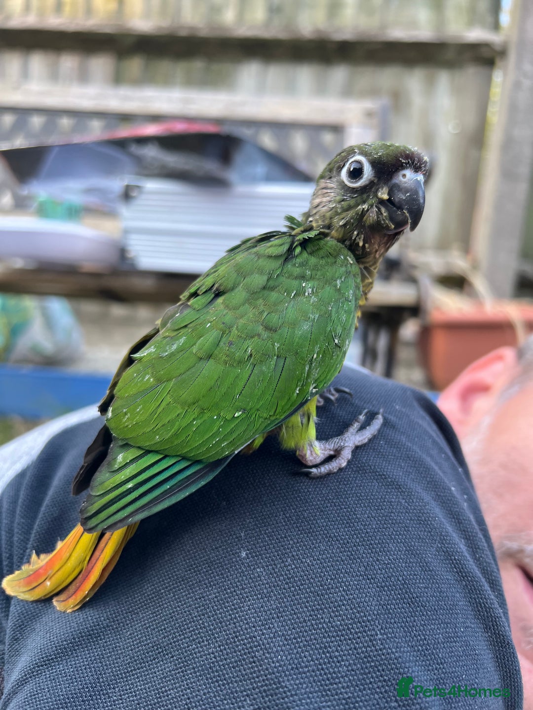 Conures birds for sale: 3 hand reared maroon bellied conures  - Image 7
