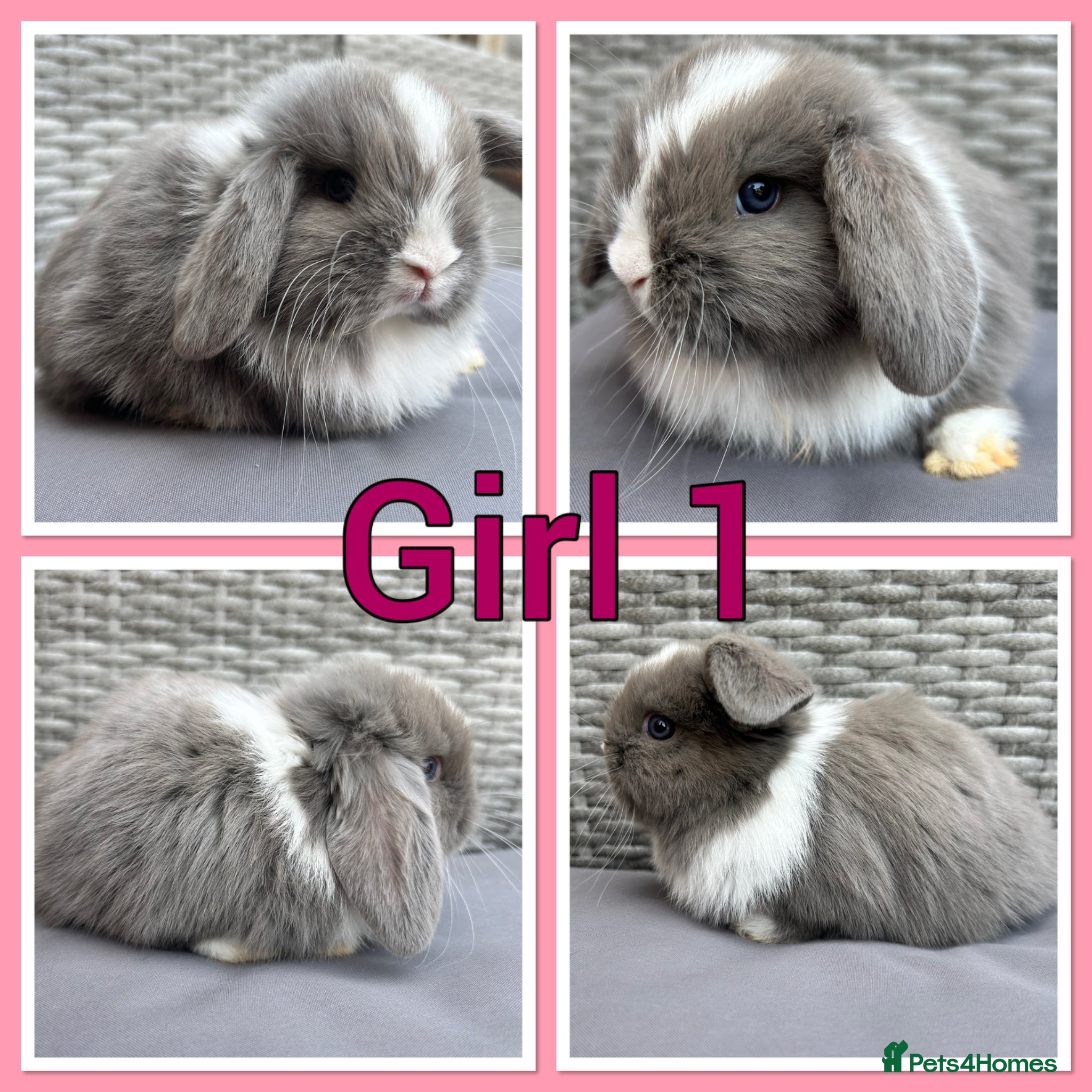 Mini Lop rabbits Mini lop babies  - Advert 15