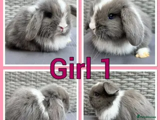 Mini Lop rabbits Mini lop babies - Advert 15