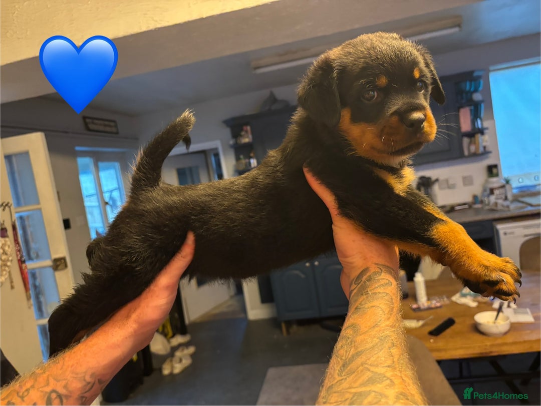 Rottweiler dogs for sale:  Rottweiler Puppies - READY NOW! 2 LEFT!  - Image 2
