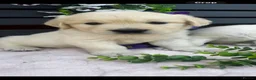 Golden Retriever dogs for sale: 9 exceptional Golden retriever  - Advert 3