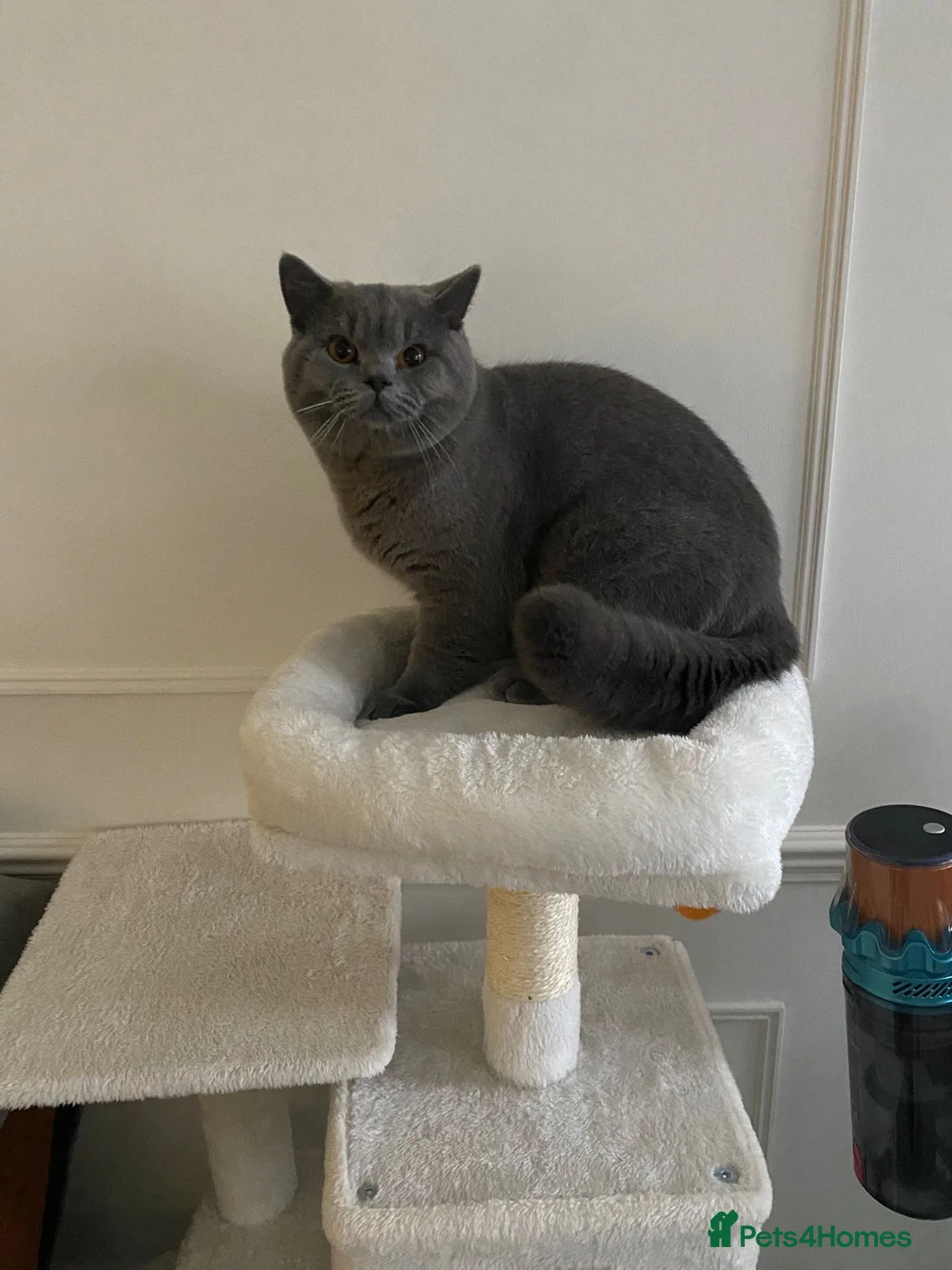 British Shorthair cats for sale: Casper. Pure British Shorthair. 10 months old. in London - Advert 2