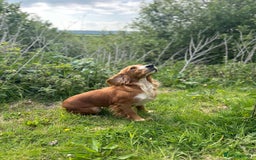 Cocker Spaniel dogs for sale: Working cocker spaniel - Image 28