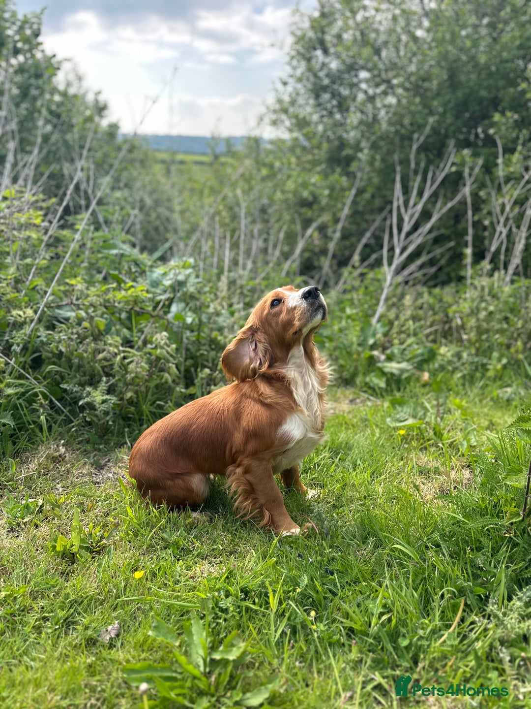 Cocker Spaniel dogs for sale: Working cocker spaniel - Image 28