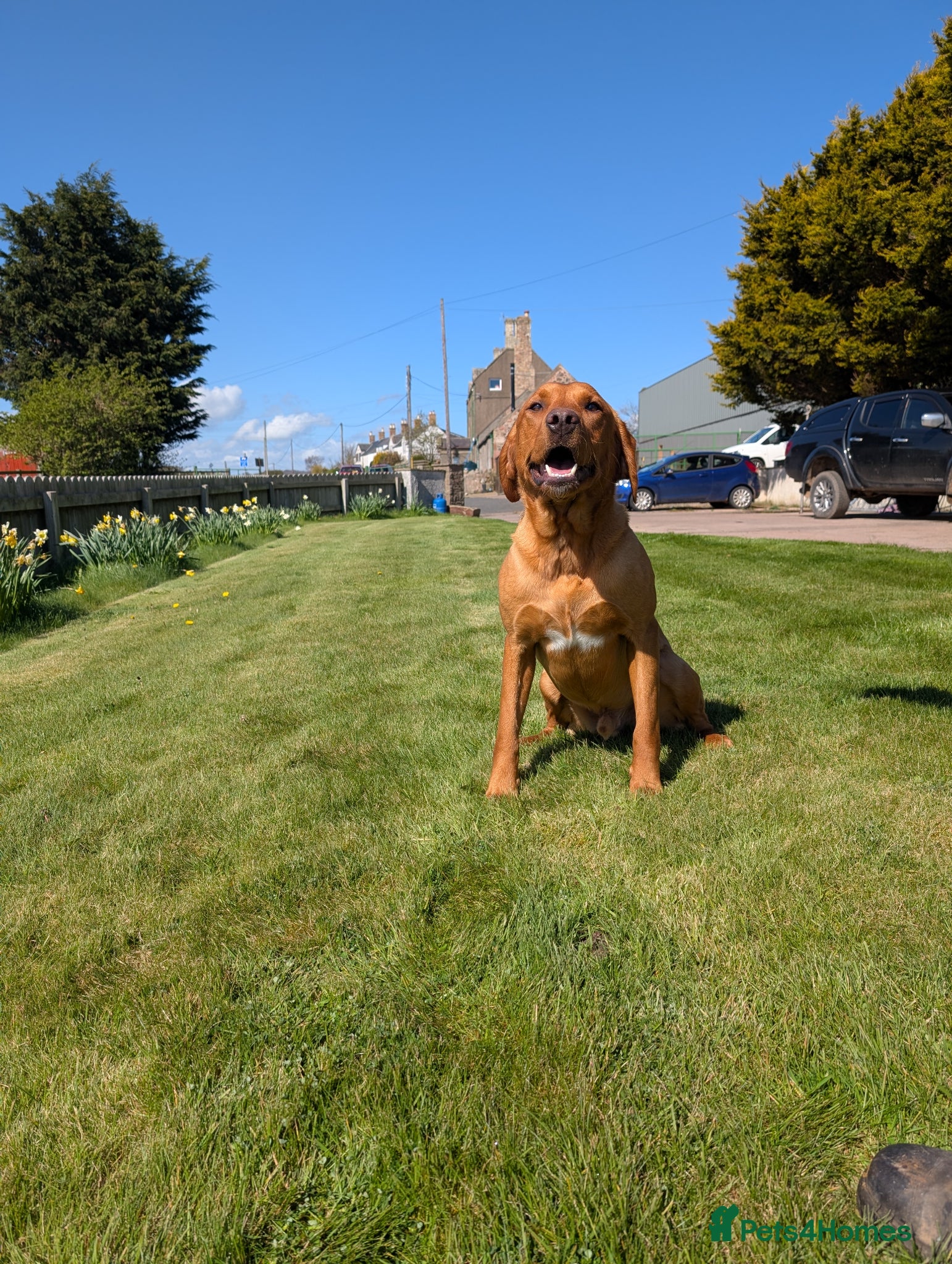 Labrador Retriever dogs Labrador for sale - Advert 7