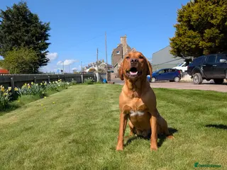 Labrador Retriever dogs Labrador for sale - Advert 7