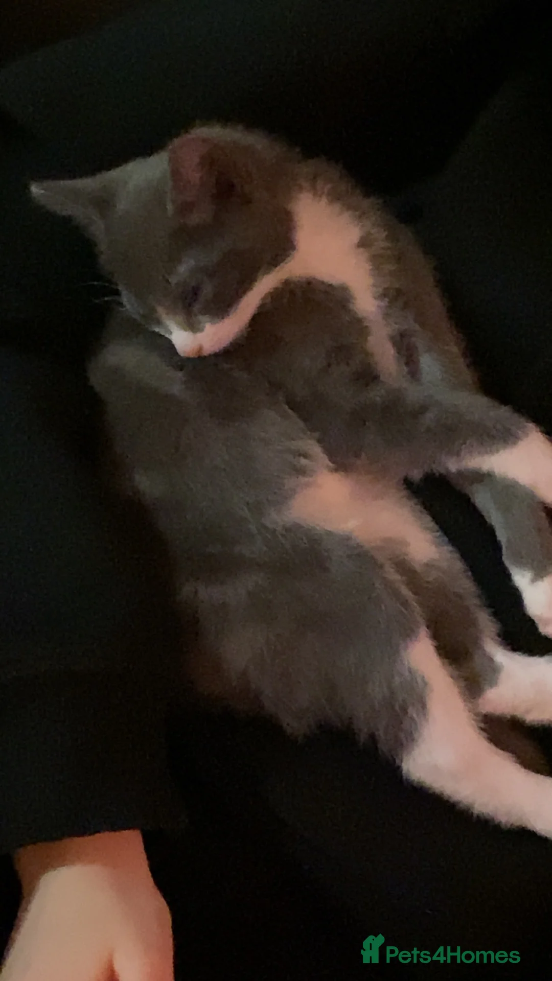 Russian Blue cats for sale: 3 beautiful kittens for sale need gone asap - Advert 2