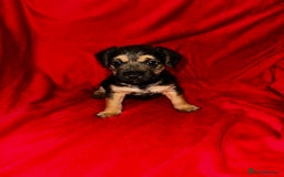 Patterdale Terrier dogs for sale: Patterdale Terrier puppies - Advert 2