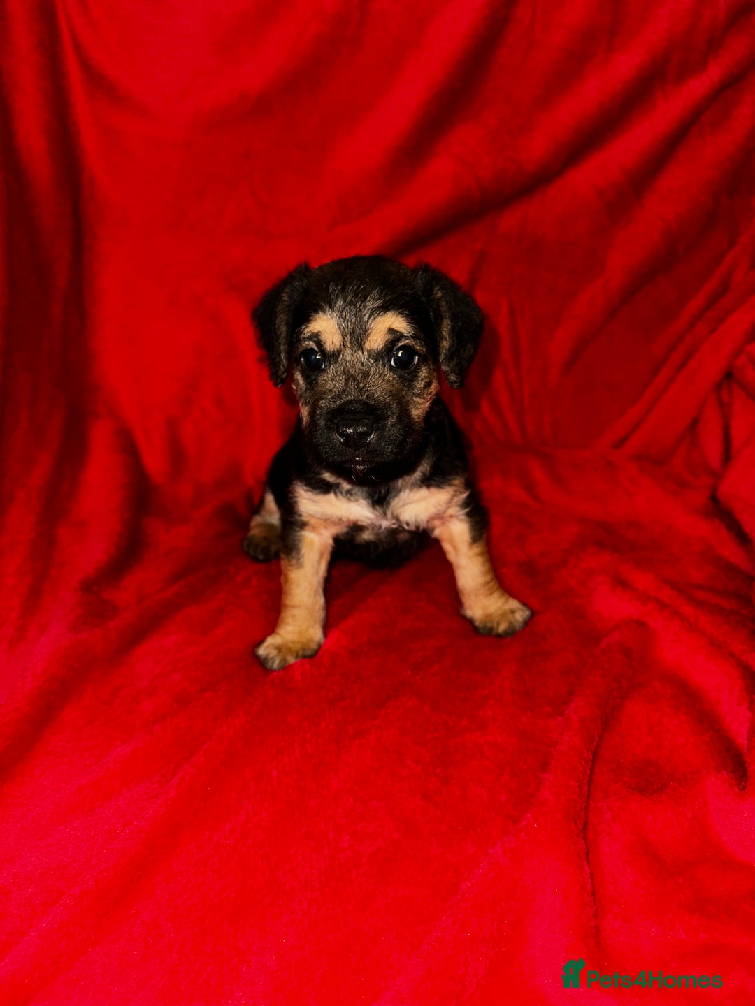 Patterdale Terrier dogs for sale: Patterdale Terrier puppies - Advert 2
