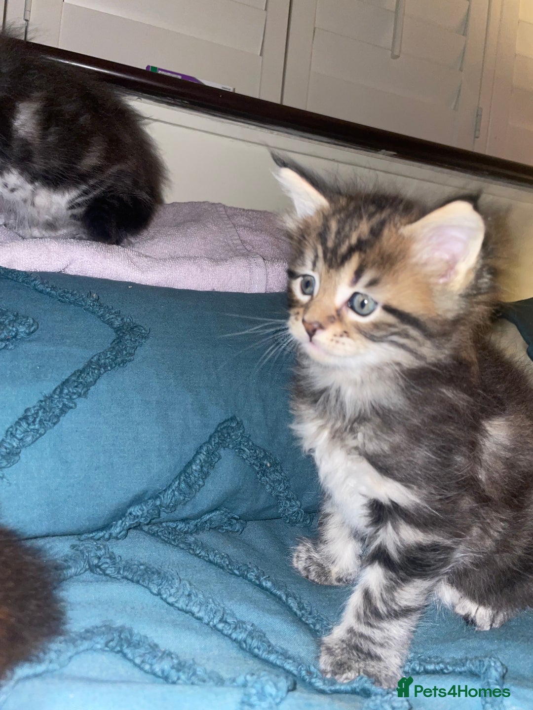 Maine Coon cats for sale: Maine coon kittens  - Advert 5