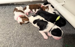 Cavapoo dogs for sale: HOME RAISED STUNNING TRI-COLOUR CAVAPOOS  - Image 6