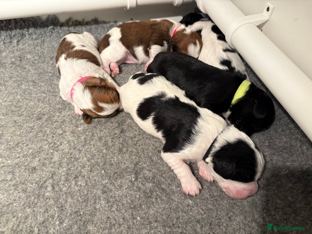 Cavapoo dogs for sale: HOME RAISED STUNNING TRI-COLOUR CAVAPOOS  - Image 6
