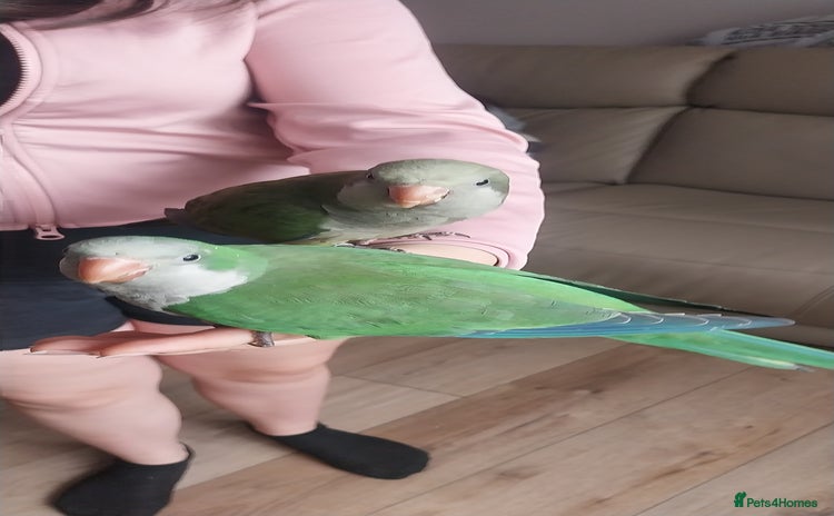 Parakeets birds - Advert 11