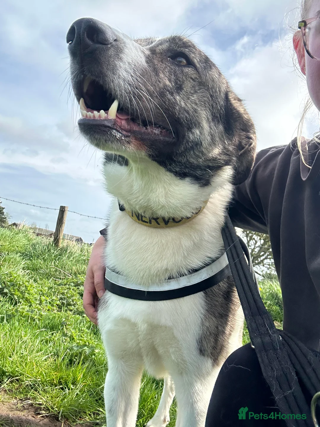 Mixed Breed dogs for adoption: Meet Kane, currently residing in Cheshire  in Nantwich - Advert 2